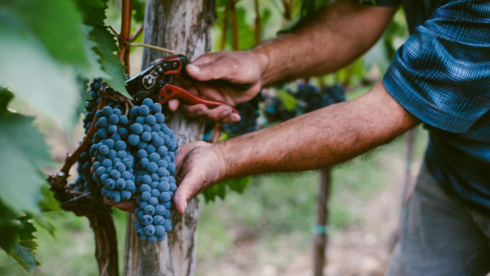 Winogrona są wycinane z winorośli ręcznie. Zdjęcie: Cultura Creative (RF) / Alamy
