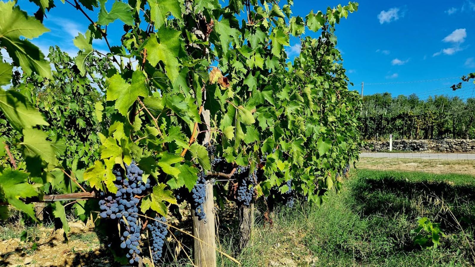 Tuscan Vineyard